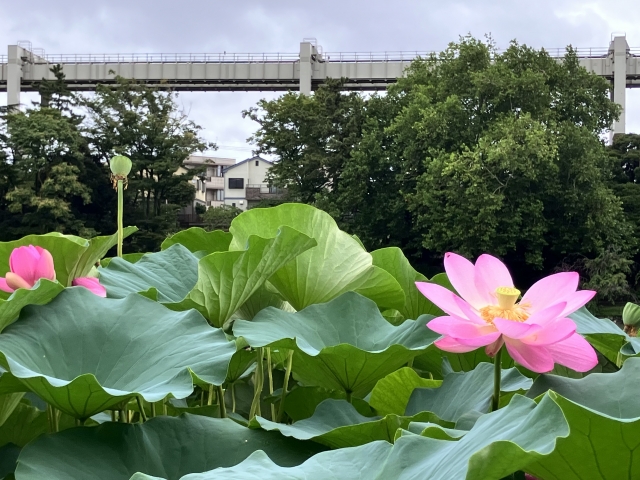 まとめ　空から千葉を旅してみよう