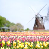 あけぼの山農業公園 チューリップ