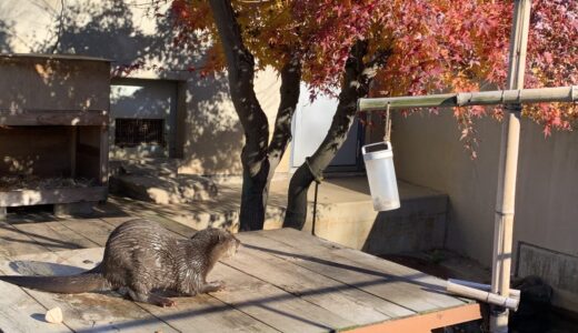 【市川市】市川市動植物園ってどんなところ?楽しみ方や見どころを地元民がご紹介