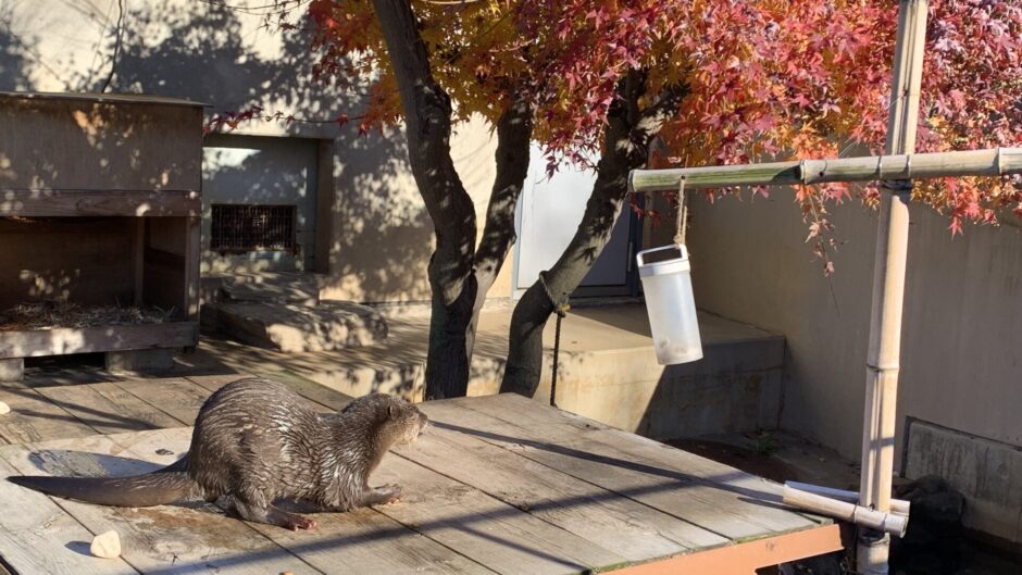 市川市動植物園　コツメカワウソ