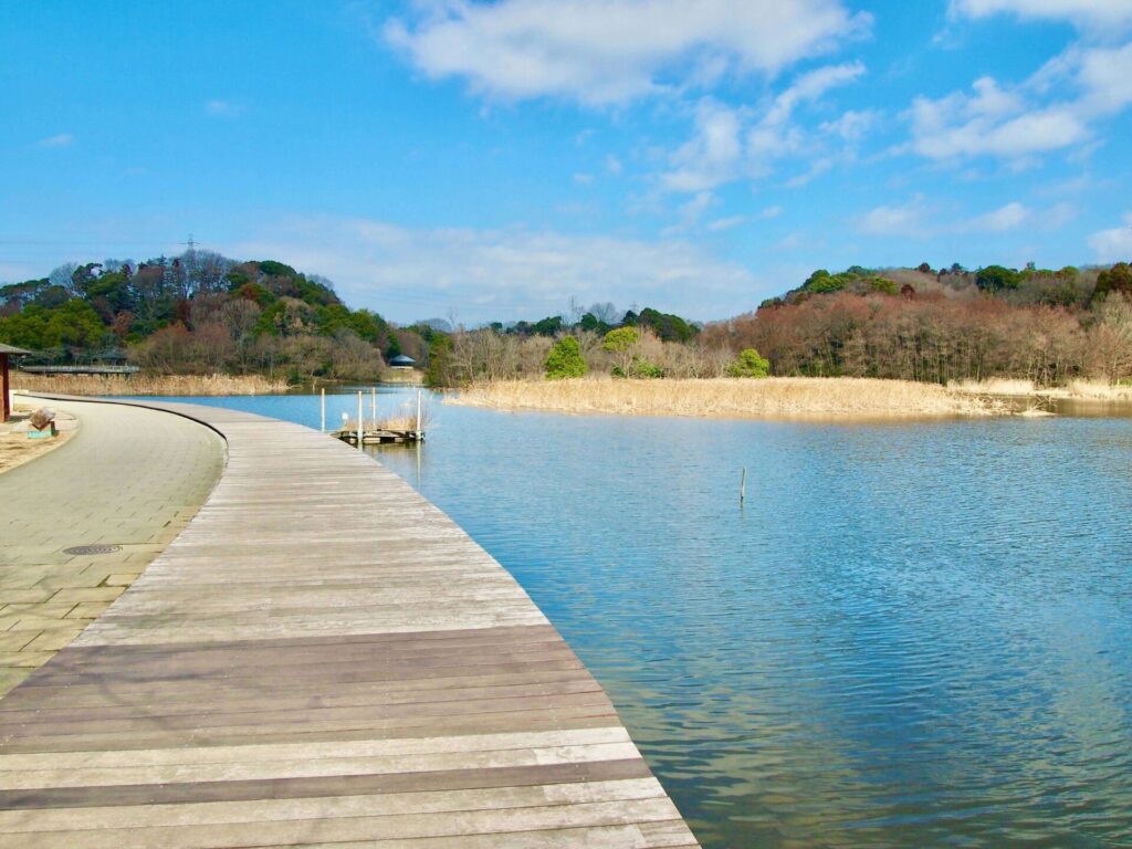 21世紀の森と広場にある千駄堀池の散策路