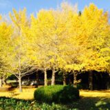 千葉市　公園