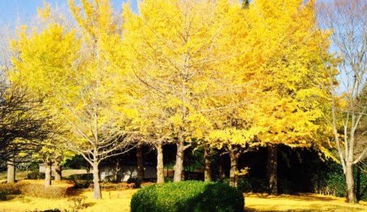【千葉市】千葉市にある大きい公園8選！駐車場情報や遊具の一覧も！