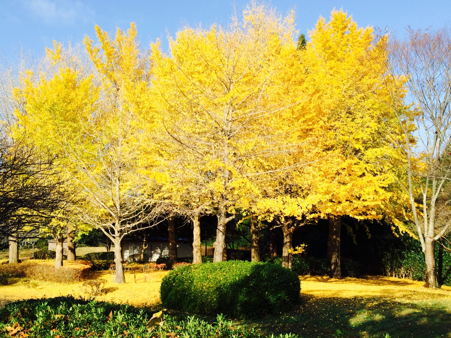 千葉市　公園