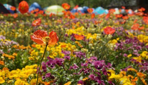 【船橋市】船橋にある大きい公園一覧！ボール遊びにおすすめ・穴場の公園も紹介！