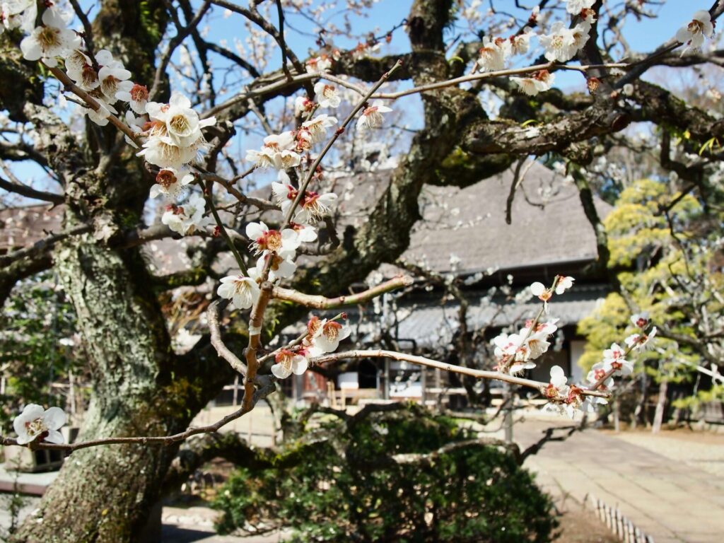 【柏市】旧吉田家住宅公園の魅力をスポット別に詳しく紹介