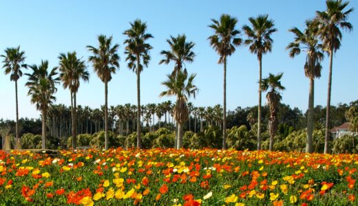 【南房総・館山】ドライブ好き必見！房総の美しい景色を楽しむ房総フラワーラインの旅