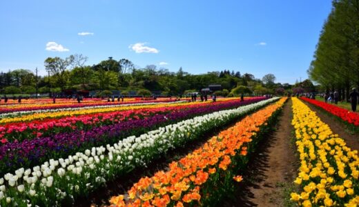 【柏市】柏に遊びに行こう♪絶対はずさないおすすめ観光スポット9選！