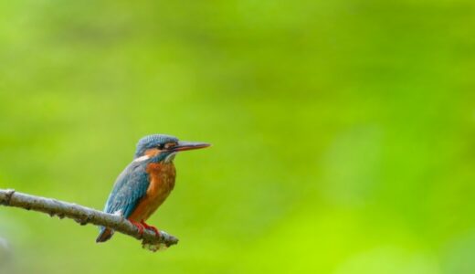 【習志野市】貴重!谷津干潟公園の自然の中でバードウォッチングをしてみよう