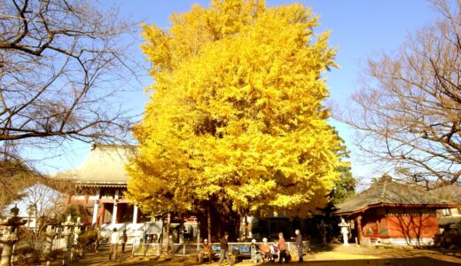 【千葉市】千葉寺（せんようじ）のイチョウが見頃！歴史と紅葉を散策しよう