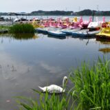 我孫子市 手賀沼公園