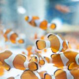 鴨川シーワールド チケット