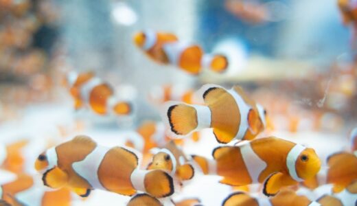 鴨川シーワールド　チケット