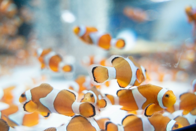 鴨川シーワールド　チケット