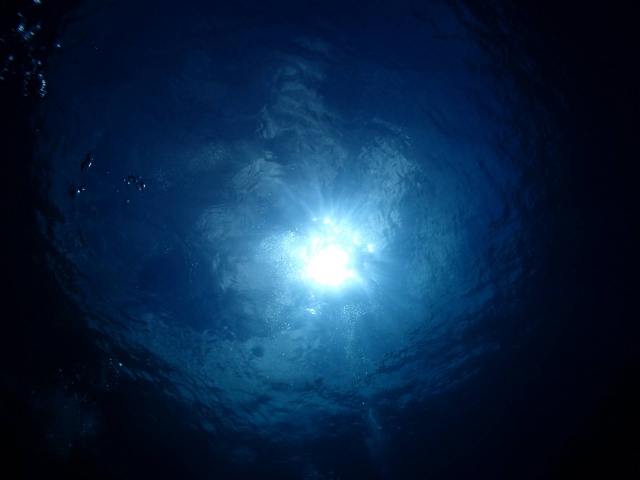 【勝浦市】臨場感ある海中散歩!勝浦海中公園で貴重な魚に出会えるかも?