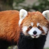 【千葉市】千葉動物公園には貴重な動物がたくさん!あの有名なレッサーパンダも♪