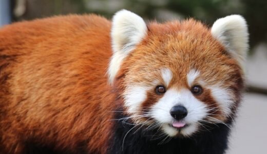 【千葉市】千葉動物公園には貴重な動物がたくさん！あの有名なレッサーパンダも♪