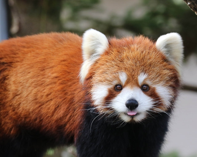 【千葉市】千葉動物公園には貴重な動物がたくさん！あの有名なレッサーパンダも♪