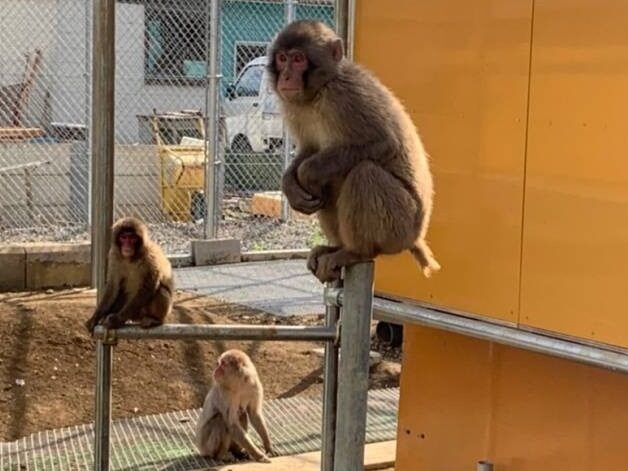 高宕山自然動物園