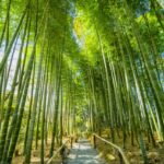 佐倉　観光　ひよどり坂