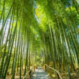 佐倉　観光　ひよどり坂