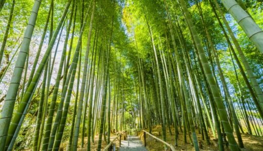 【佐倉市】佐倉の観光スポットを紹介！城下町を散策して歴史を感じよう