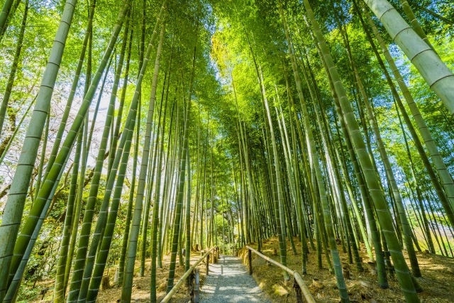 佐倉　観光　ひよどり坂