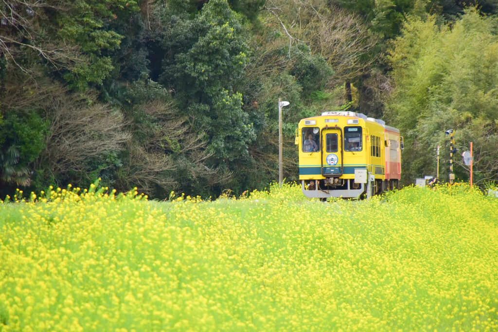 菜の花といすみ鉄道