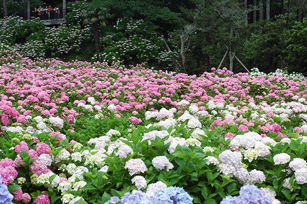 「千葉県の茂原市って、何があるの?」