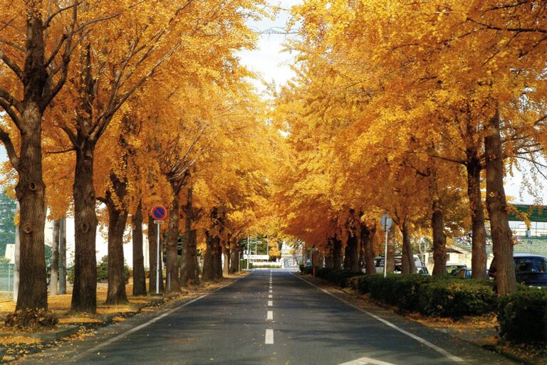 なぜ今、千葉県茂原市が面白いのか?
