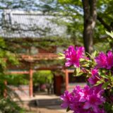 野田市　公園　清水公園　つつじ