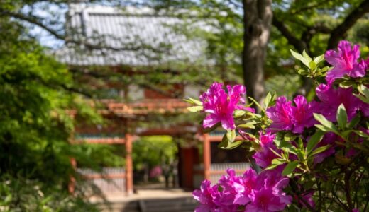 【野田市】おすすめの公園を紹介！清水公園だけじゃない、市内の魅力的な公園も