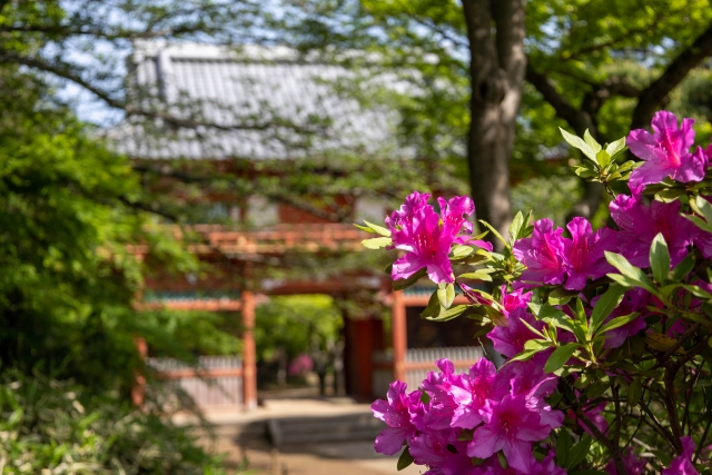 野田市　公園　清水公園　つつじ