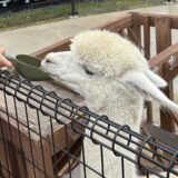 千葉県にある人気の動物園ランキング!親子でお得に楽しむ方法も紹介
