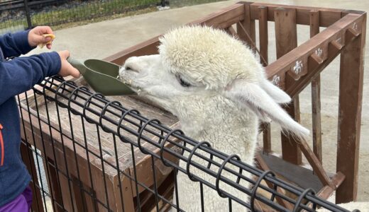 千葉県にある人気の動物園ランキング！親子でお得に楽しむ方法も紹介