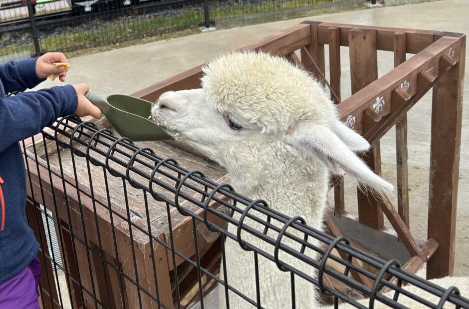 千葉県にある人気の動物園ランキング！親子でお得に楽しむ方法も紹介