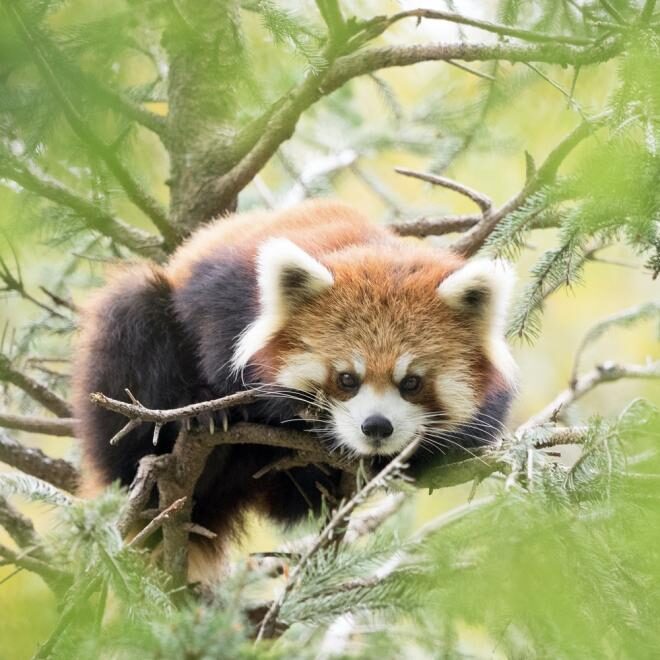 2.【動物公園駅】レッサーパンダに会える！「千葉市動物公園」