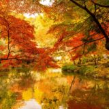 千葉県の公園 成田山 紅葉