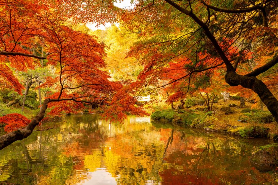 千葉県の公園 成田山 紅葉