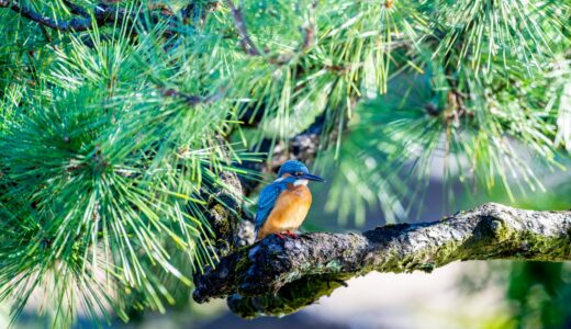 【千葉市】水辺に集まる野鳥のオアシス！千葉県の花島公園に行ってみよう