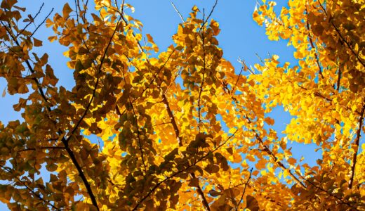 【千葉市最古の寺院】千葉寺(せんようじ)の目印は巨大なイチョウの木!周辺の歴史散策も