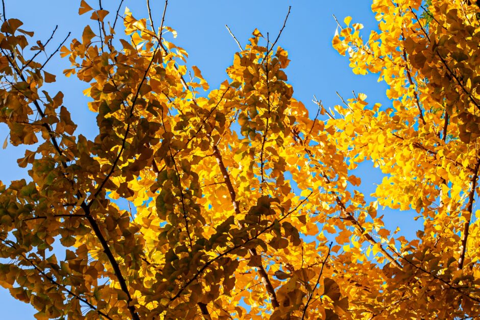 千葉寺 いちょう