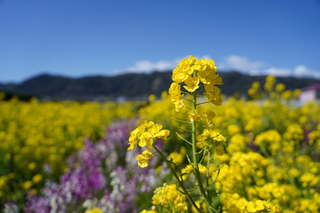 太平洋を駆け抜けろ!サイクリングと絶景ロード