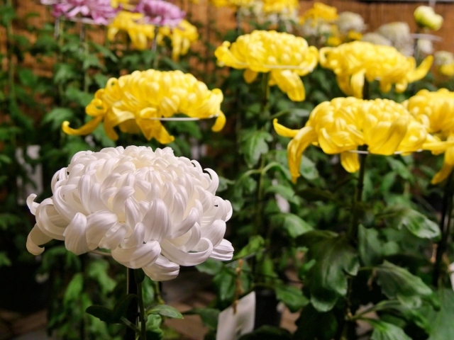 千葉市菊花展
