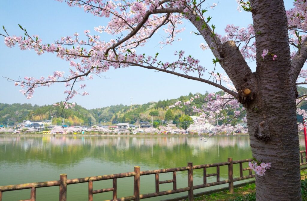 八鶴湖で歴史散策ウォーキング